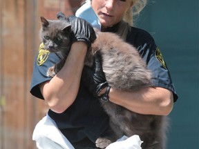 OSPCA member Amy Angelini carries a cat away from 6715 Malden Road in this May 11, 2012 photo. (Jason Kryk / The Windsor Star)