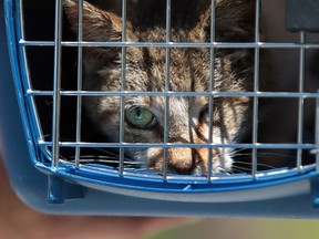 A cat is rescued from a house at 6715 Malden Rd. in LaSalle on May 11, 2012. Authorities discovered the address to be overrun with cats. (Jason Kryk / The Windsor Star)