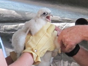 One of four Peregrine falcon chicks tagged and named by biologists underneath the Ambassador Bridge in Windsor, Ont. on May 18, 2012. (Monica Wolfson / The WIndsor Star)