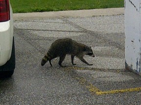 A raccoon suffering from distemper wanders the parking lot at St. William Catholic Elementary School in Emeryville, Ont. on May 7, 2012. (Joe Bachetti / Special to The Star)