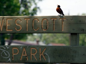 A robin chirps while sitting on Westcott Park sign Wednesday June 20, 2012. (NICK BRANCACCIO/The Windsor Star)