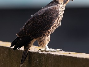 A young falcon sits on a concrete ledge on the back patio of Dieppe Towers on Caron Avenue Thursday June 21, 2012.  Area residents and bird lovers flocked to the area to catch a glimpse of the bird of prey.  (NICK BRANCACCIO/The Windsor Star)