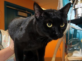 Vader, a male cat, shortly after undergoing a neutering operation at the Windsor-Essex County Humane Society on June 19, 2012. (Nick Brancaccio / The Windsor Star)