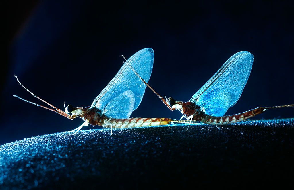 Bumper crop of fish flies coming | Windsor Star