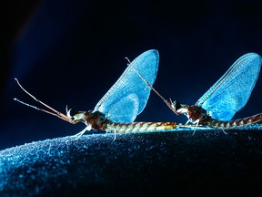 A couple of fish flies are seen in WIndsor, Ont. in this June 2007 file photo. (Jason Kryk / The Windsor Star)