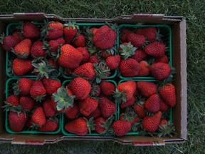 COTTAM, ONT.:  A box of strawberries is pictured at Raymont's Berries, Monday, May 14, 2012.  Brad Raymont is providing the strawberries for LaSalle's Strawberry Festival.  This is the first time in 23 years that the festival has used locally produced strawberries.  (DAX MELMER/The Windsor Star)
