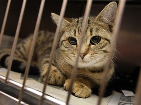 A cat sits in a holding area at the Windsor/Essex County Humane Society in this November 2011 file photo. (Tyler Brownbridge / The Windsor Star)