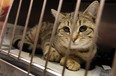 A cat sits in a holding area at the Windsor/Essex County Humane Society in this November 2011 file photo. (Tyler Brownbridge / The Windsor Star)
