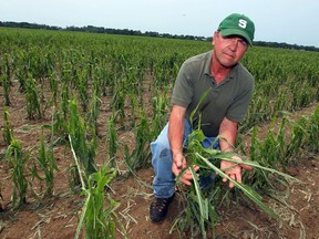 Gore Road farmer Joe Gorski has never seen crop damage like the damage caused by Sunday's hail and wind storm.  Gorski was busy surveying damage to his fields of corn and wheat, Tuesday July 3, 2012.  (NICK BRANCACCIO/The Windsor Star)
