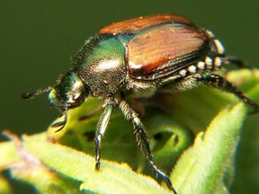 A Japanese Beetle is seen in this file photo.