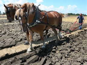 The 2016 Essex County Plowing Match is set for Saturday, Aug. 6, 2016. (Windsor Star files)