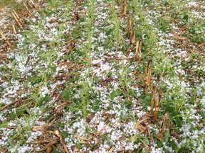 This reader submitted photo shows soybeans damaged by hail on a farm south of Gore Road in Essex. (Reader Photo/Special to The Star)