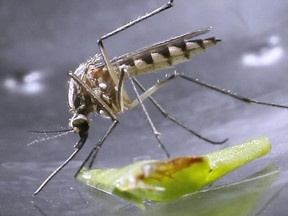 A mosquito is seen in this file photo. (Jason Kryk/The Windsor Star)
