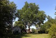 The sycamore tree at 4221 Roseland Dr. West in Windsor, Ont. Photographed July 20, 2012. (Nick Brancaccio / The Windsor Star)