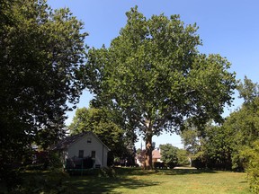 The sycamore tree at 4221 Roseland Dr. West in Windsor, Ont. Photographed July 20, 2012. (Nick Brancaccio / The Windsor Star)