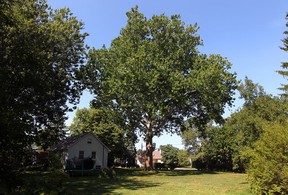 The sycamore tree at 4221 Roseland Dr. West in Windsor, Ont. Photographed July 20, 2012. (Nick Brancaccio / The Windsor Star)