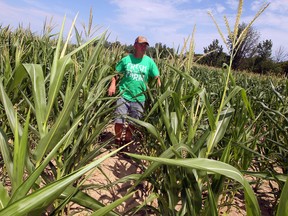 Lakeshore, Ont. corn farmer Brendan Byrne checks out his crop Wednesday, July 25, 2012. (NICK BRANCACCIO/The Windsor Star)