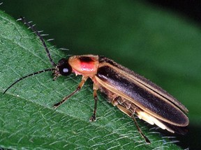 Photo of a firefly. (Paul Pratt/For The Windsor Star)