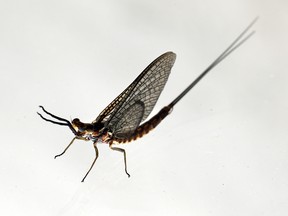 A fishfly hangs on a window in Windsor, Ont., on June 17, 2008. (Windsor Star - Tyler Brownbridge)