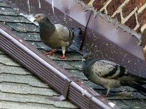 A couple pigeons hang out on a roof on Mercer Street in Windsor, Ont. in this June 2006 file photo. (Jason Kryk / The Windsor Star)
