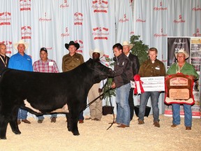 A 1,324-pound crossbred steer owned by John Nostadt (brown shirt black hat) and Martin Koyle of Maidstone, Ont., was proclaimed grand champion of the Calgary Stampede's 30th annual UFA Steer Classic on Saturday, July 14, 2012, under the Big Top. Victory was worth $11,000 to the steer's owners. (The Windsor Star-Calgary Stampede)