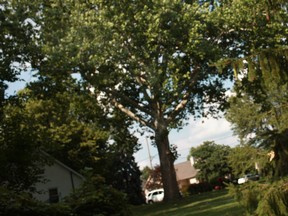 The sycamore tree on Roseland Drive West in South Windsor that has been the focus of a neighbourhood controversy. Photographed July 15, 2012. (Dax Melmer / The Windsor Star)