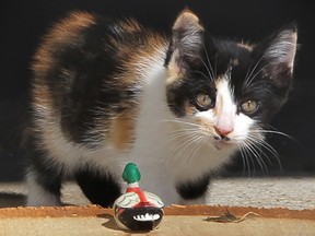 One of five kittens timidly approaches food left for them by Larry and Barbara Wuerch Aug. 1, 2012. One of the kittens was rescued from the storm sewer system in front of Wuerch's home following an extensive search. (NICK BRANCACCIO/The Windsor Star)