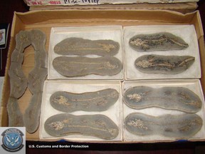 U.S. Customs and Border Protection (CBP) in the Port of Detroit announced the donation of hundreds of seized pre-historic fossils to the University of Michigan after they were intercepted at the Ambassador Bridge in March, 2011. (Handout: U.S. Customs)