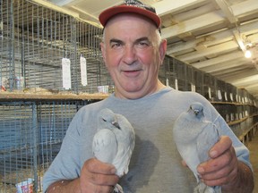 Luke Korcok Sr. was busy Wednesday, Aug. 29, 2012, in the Harrow Fair's poultry barn. The Kingsville resident has 47 pigeons and 20 chickens entered in this year's Harrow Fair. The fair, in its 158th year, opens Thursday and runs until Sunday. (The Windsor Star-Sarah Sacheli)