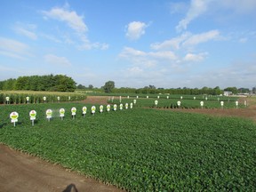 To attract attention to its demonstration plots, Hyland Seeds planted crop circles: corn and soybeans planted in large circles on a field on the outskirts of Chatham at Grand Avenue and Communication Road. It worked and has had residents and farmers wondering what's up with the circles. (Photo courtesy of Hyland Seeds)