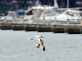 A seagull flies past Leamington Marina in this file photo. (Jason Kryk/The Windsor Star)