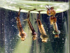Mosquito larvae are seen in this file photo. (Jason Kryk/The Windsor Star)
