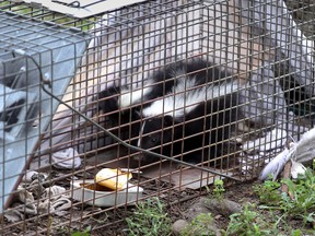 In this file photo, Ted Foreman of Bob's Animal Removal has caught a female skunk from the area of Parkwood Road and Tecumseh Road East Monday, August 20, 2012.  (The Windsor Star)