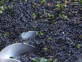 Grapes go into a processor in this file photo. (Dan Janisse/The Windsor Star)