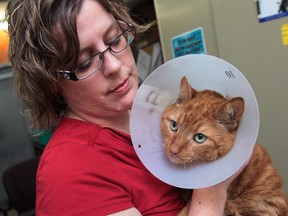 WINDSOR, ONTARIO - AUGUST 2, 2012 -- Charry, a 5 year-old orange tabby cat is held by Melanie Coulter, the Executive Director of the Windsor-Essex County Humane Society on August 2, 2012.   Coulter has put out a release asking the public for information on how the cat sustained burns to it's body.   (SEE STORY )  (JASON KRYK/ The Windsor Star)