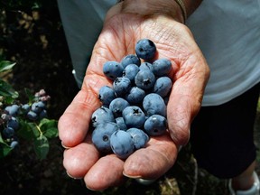 A handful of pick-your-own berries at Klassen Blueberries near Harrow. (JASON KRYK / THE WINDSOR STAR)