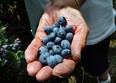 A handful of pick-your-own berries at Klassen Blueberries near Harrow. (JASON KRYK / THE WINDSOR STAR)