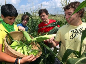 Andrew Kosty, left, Christian Vegh, John Kosty and Caleb Vegh gather corn on their grandfather's farm on Malden Road.