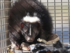 A trapped urban skunk in Windsor, Ont. is seen in this March 2012 file photo. (Dan Janisse / The Windsor Star)