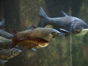 Asian carp are seen on display at the Shedd Aquarium in Chicago, IL in this January 2010 file photo. (Nancy Stone / Chicago Tribune / MCT)