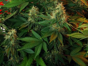 An undated file photo of marijuana plants. (The Windsor Star)