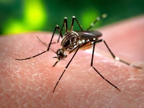 This 2006 photo made available by the Centers for Disease Control and Prevention shows a female Aedes aegypti mosquito acquiring a blood meal from a human host at the Centers for Disease Control in Atlanta. THE CANADIAN PRESS/ AP - Centers for Disease Control and Prevention - James Gathany