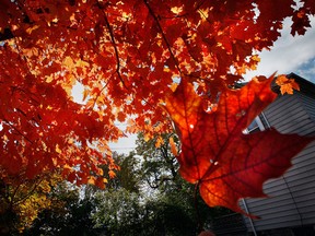 Here's something to look forward to in coming weeks: a maple tree dressed in autumn colours along Sandwich Street in Windsor. (Jason Kryk / The Windsor Star)