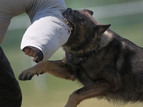 A Windsor police dog is seen in this file photo. (Dax Melmer/The Windsor Star)