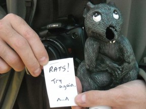 In this file photo, an avid geocacher says one of the multi-caches she found had two different co-ordinates: One took you to the right cache and the second took you to the wrong one, which held a rubber rat and a message saying you picked the wrong route. (Bruno Schlumberger / Ottawa Citizen)