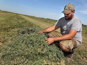 Jason Fuerth is photographed in his hay field near Woodslee on Tuesday, September 12, 2012. Weather conditions have led to a sever shortage of hay.               (TYLER BROWNBRIDGE / The Windsor Star)