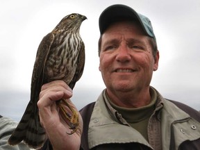 Holiday Beach has been identified as one of the best hawk-watching locations in the world. Dennis Patrick, a lifetime member of the Holiday Beach Migration Observatory and the Canadian Peregrine Foundation, holds a sharp-shinned hawk Tuesday, Sept. 25, 2012, at the park in Amherstburg, Ont. (DAN JANISSE/The Windsor Star)