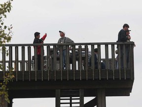 Holiday Beach in Amherstburg has been identified as one of the best hawk-watching locations in the world. Bird watchers were busy Tuesday, Sept. 25, 2012, on the observation tower. (DAN JANISSE/The Windsor Star)