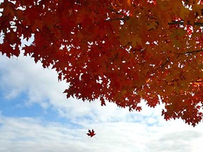 File photo of coloured leaves in Essex County. (The Windsor Star)