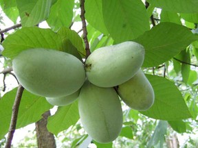 File photo of pawpaw fruit. (Handout)